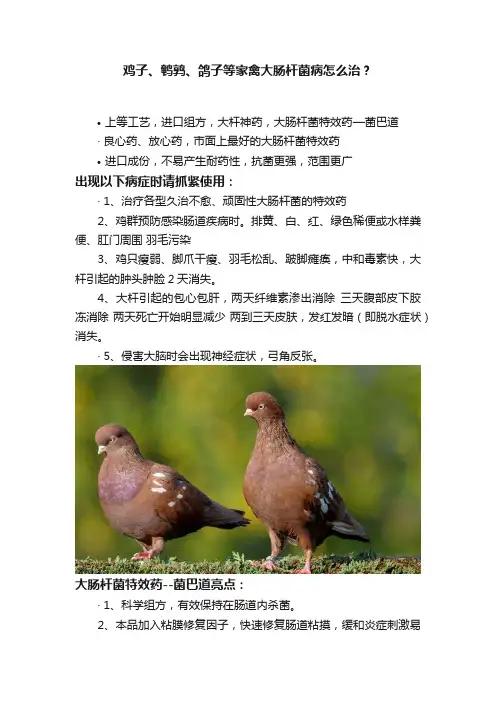 鸡子、鹌鹑、鸽子等家禽大肠杆菌病怎么治？