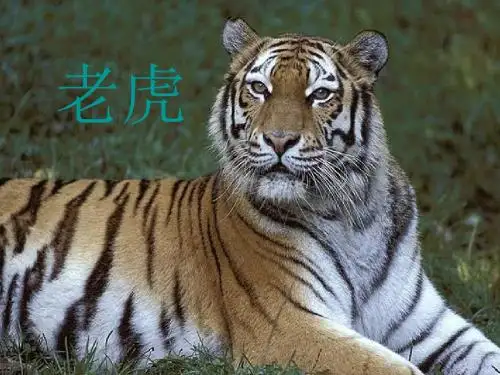高二语文老虎(2019年)