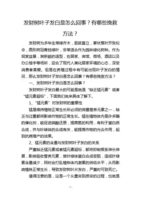 发财树叶子发白是怎么回事？有哪些挽救方法？