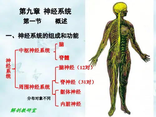 人体解剖与组织胚胎学 第九章神经系统