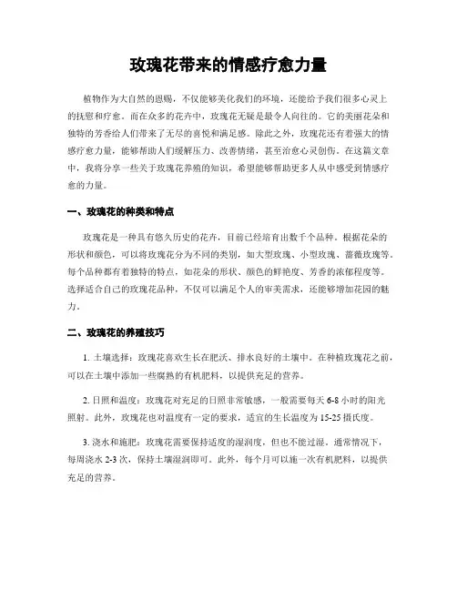 玫瑰花带来的情感疗愈力量