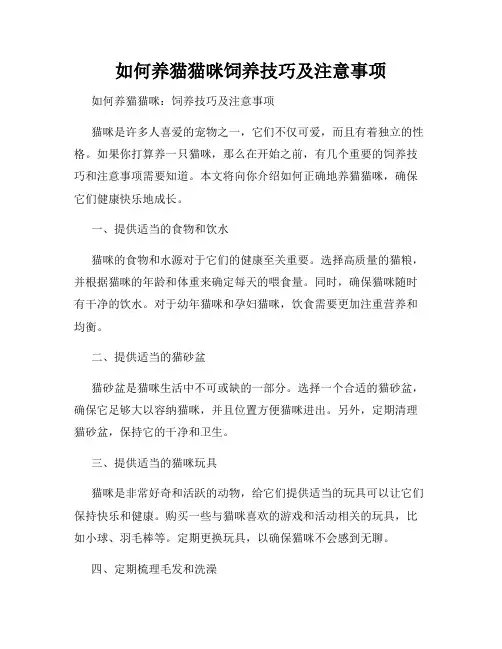 如何养猫猫咪饲养技巧及注意事项
