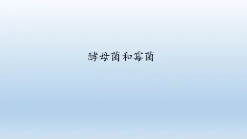 冀少版八年级生物上册：5.2.1 酵母菌和霉菌  课件(共35张PPT)