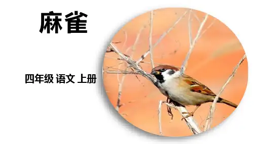 16 麻雀  课件(共38张PPT).ppt