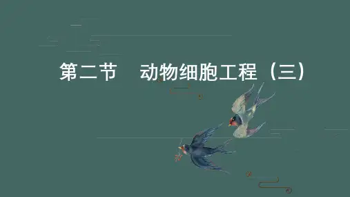 223动物体细胞核移植技术与单克隆抗体-高二生物优质课件(人教版2019选择性必修3)