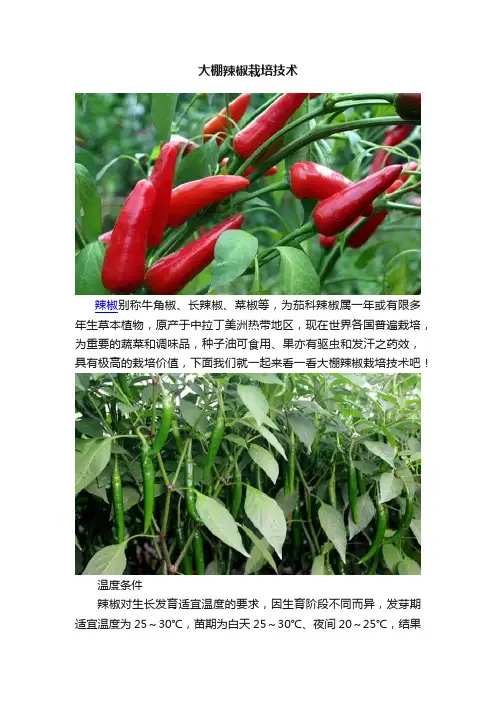 大棚辣椒栽培技术