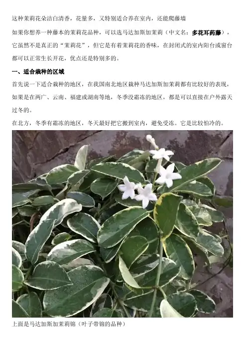 这种茉莉花朵洁白清香,花量多,又特别适合养在室内,还能爬藤墙