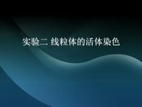 线粒体的活体染色
