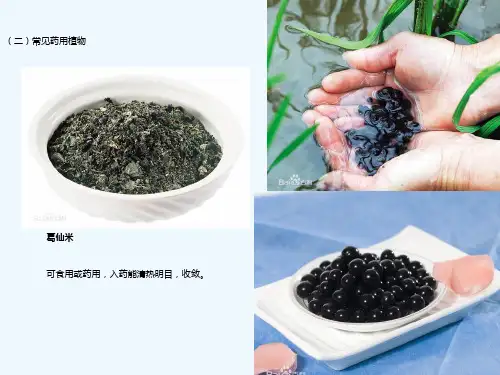 植物分类学基础和药用植物主要类群ppt课件原创