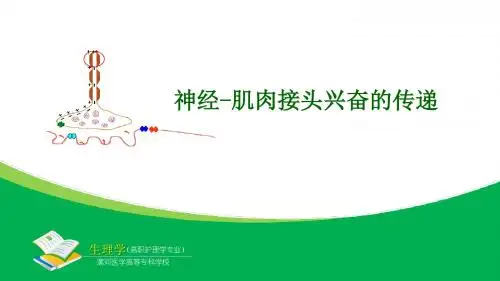 神经-肌肉接头兴奋的传递.