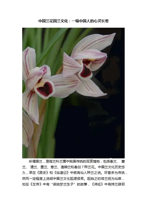 中国兰花国兰文化：一幅中国人的心灵长卷