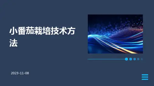 小番茄栽培技术方法