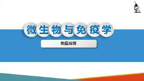 免疫应答—免疫应答概述(微生物与免疫学课件)