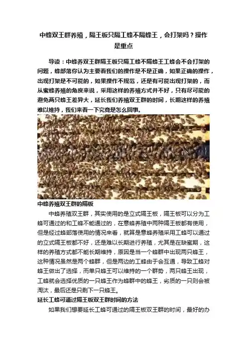 中蜂双王群养殖，隔王板只隔工蜂不隔蜂王，会打架吗？操作是重点