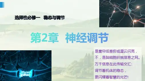 神经冲动的产生和传导(2课时)-高二生物课件(人教版2019选择性必修1)
