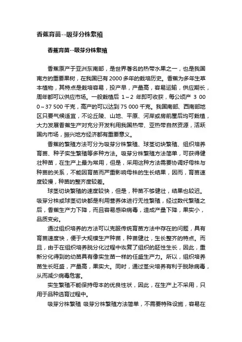 香蕉育苗--吸芽分株繁殖