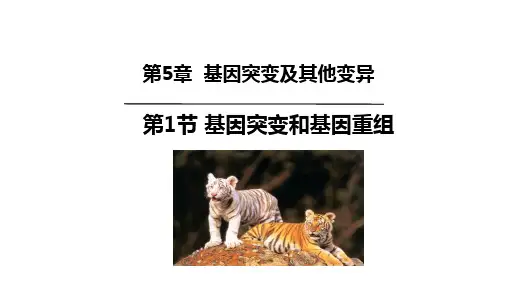 【高中生物】基因突变和基因重组课件 高一下学期生物人教版必修2