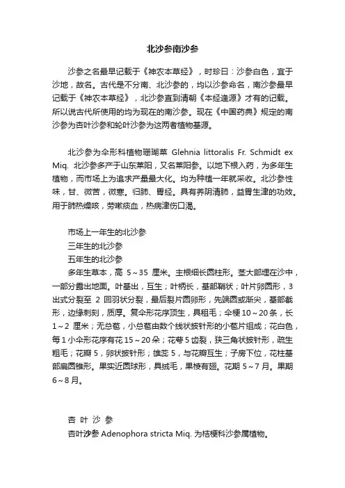北沙参南沙参