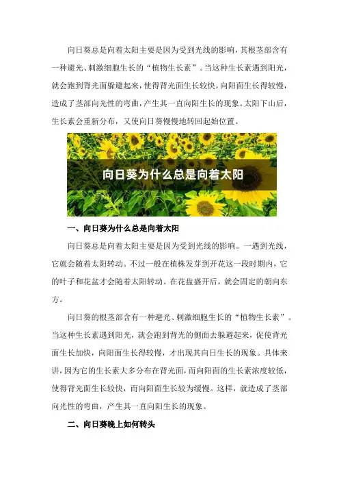 向日葵为什么总是向着太阳(阳光中的向日葵)