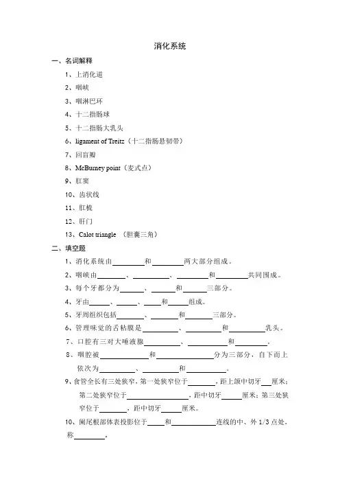 系统解剖学消化系统