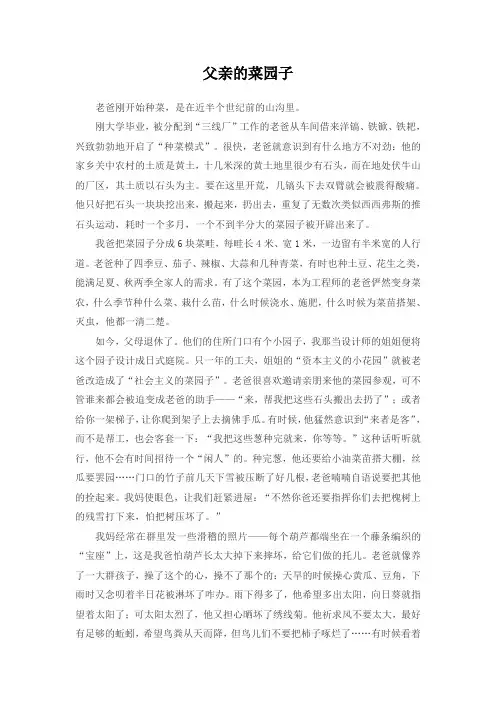 父亲的菜园子