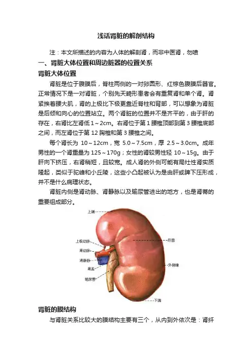 浅话肾脏的解剖结构