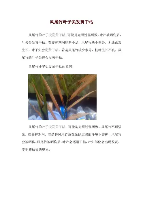 凤尾竹叶子尖发黄干枯