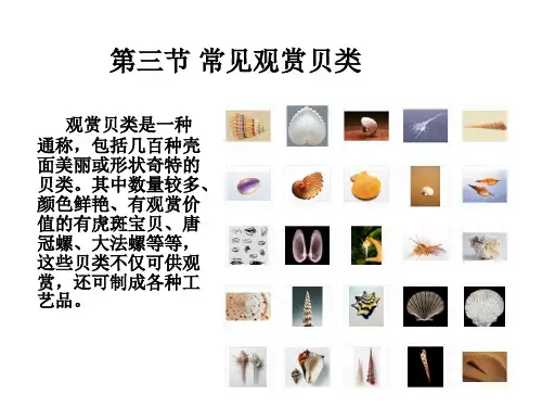 2.3 常见观赏贝类ppt课件