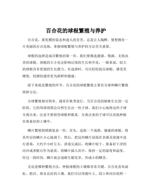 百合花的球根繁殖与养护