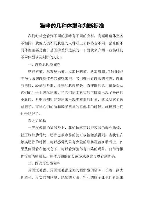 猫咪的几种体型和判断标准