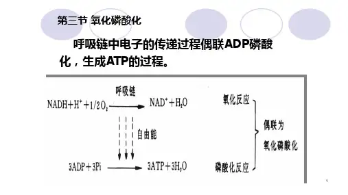 生物氧化与氧化磷酸化—生物氧化概述