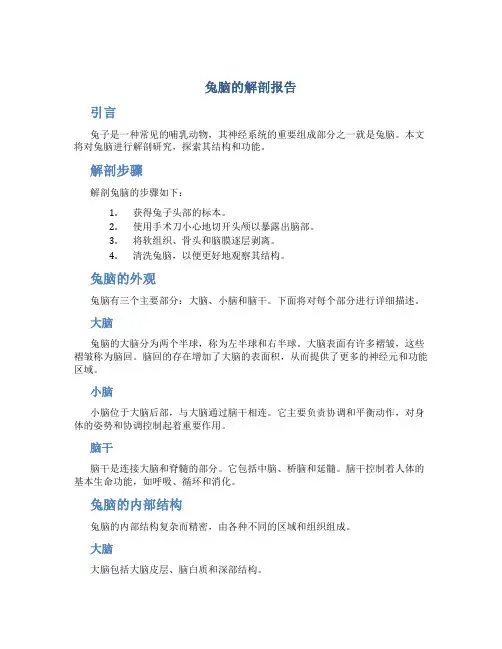 兔脑的解剖报告