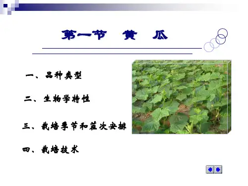 蔬菜栽培学第五章第一节黄瓜ppt课件