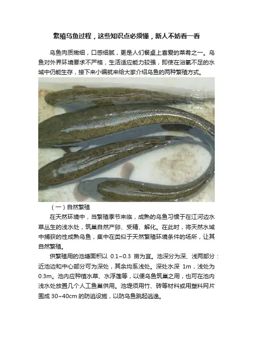 繁殖乌鱼过程，这些知识点必须懂，新人不妨看一看