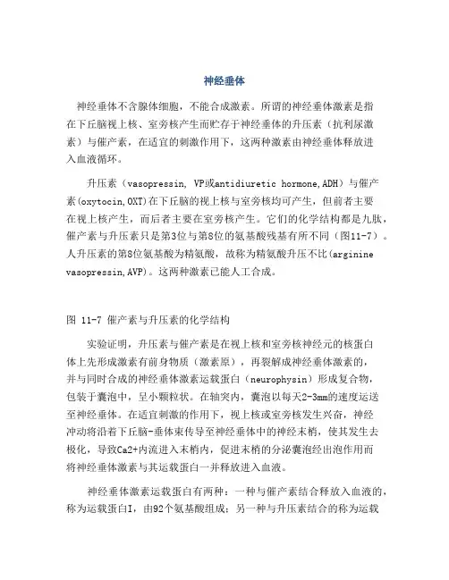 医学知识之神经垂体