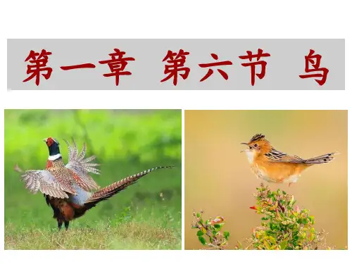 人教版生物八年级上册第一章 第六节  鸟课件 (共16张PPT)