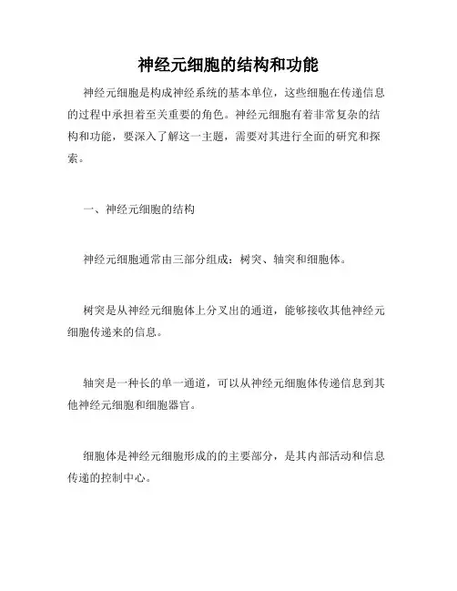 神经元细胞的结构和功能