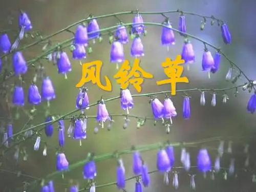 《风铃草》PPT课件(上课用)