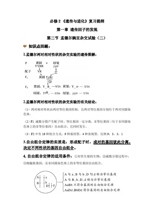 1.2孟德尔的豌豆杂交实验(二)讲义2021-2022学年高一下学期生物人教版必修2