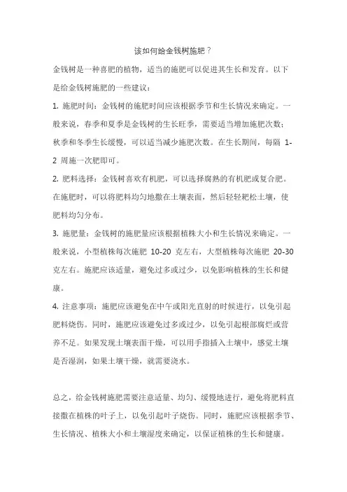 该如何给金钱树施肥？