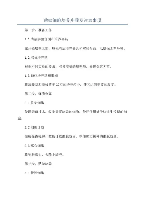 贴壁细胞培养步骤及注意事项
