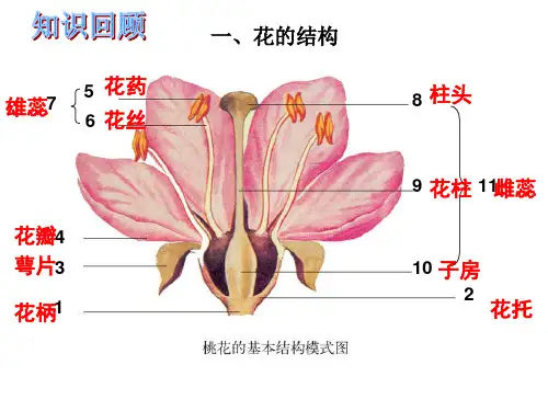 传粉与受精课件(济南版)