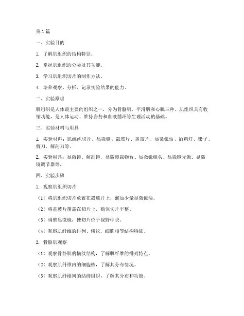 肌组织实验报告步骤(3篇)