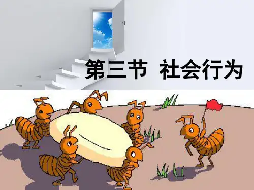 初中生物  社会行为17 人教版精品课件