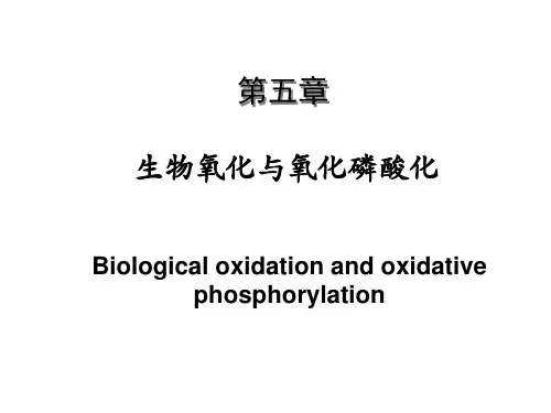 生物氧化与氧化磷酸化 