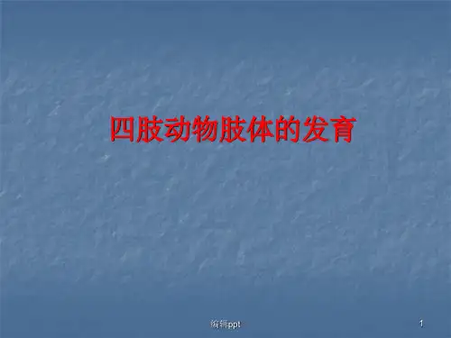 四肢动物肢体的发育