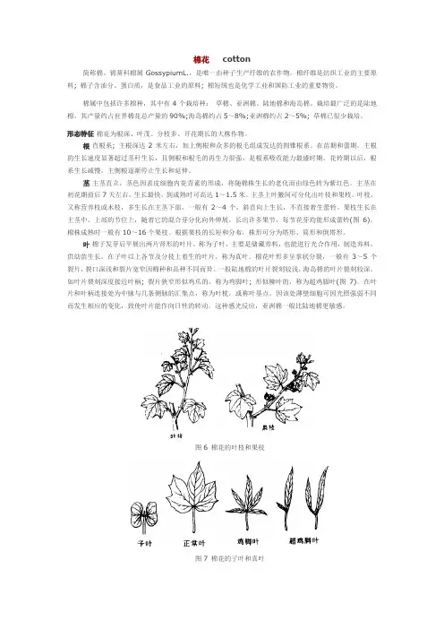 百科全书农作物之棉花