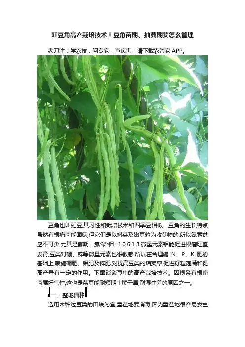 豇豆角高产栽培技术！豆角苗期、抽蔓期要怎么管理