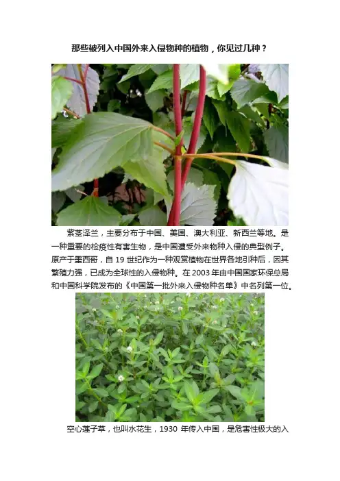 那些被列入中国外来入侵物种的植物，你见过几种？