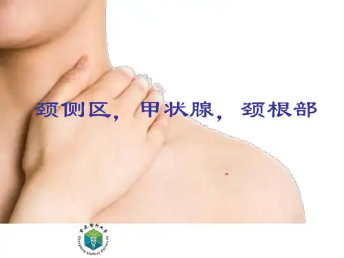 【局部解剖学】颈侧区,甲状腺,颈根部 (PPT课件)